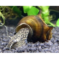 Burmese Spiny Snail 2,5cm
